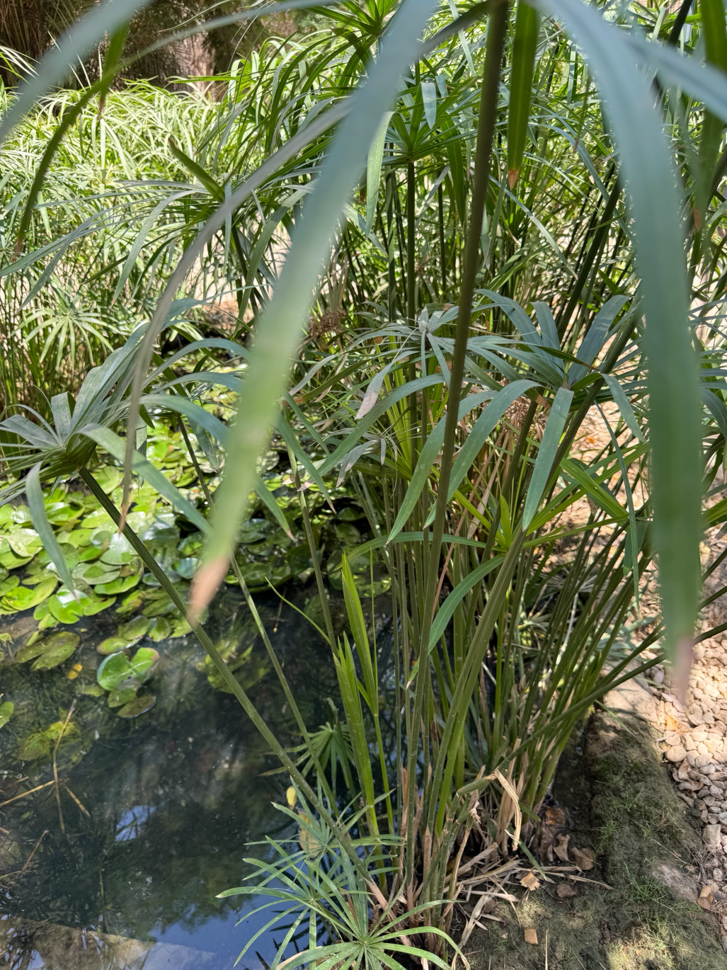 パピルス – 香りと紙の元になった記録の植物、古代エジプトの下